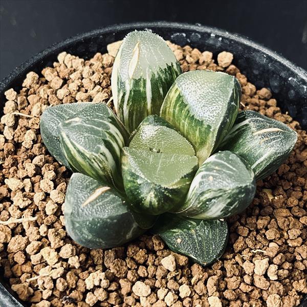 ¿����ʪ���ϥ�����������������á����쥯����*��6��������ʡ����ʸ¤�