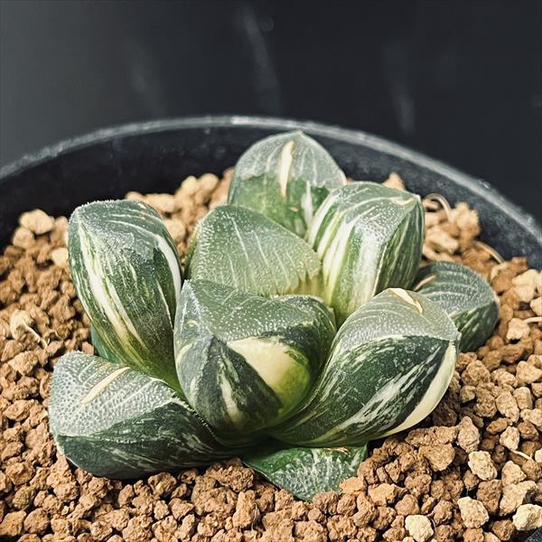 O*Z様 多肉植物　ハオルチア　コレクタ錦　赤斑入り　鮮明錦 多肉植物：ハオルチア 大型鮮明黄色斑 コレクタ錦（KI-C）*幅9cm