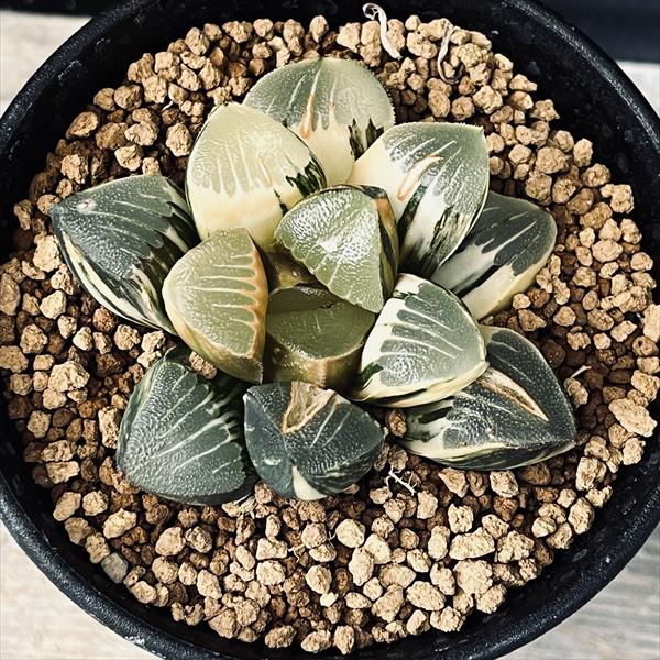 42d ハオルチア　多肉植物　温玉コレクタ　自家繁殖 楽天市場】多肉植物：ハオルチア 鮮明黄色斑 コレクタ錦*幅6cm