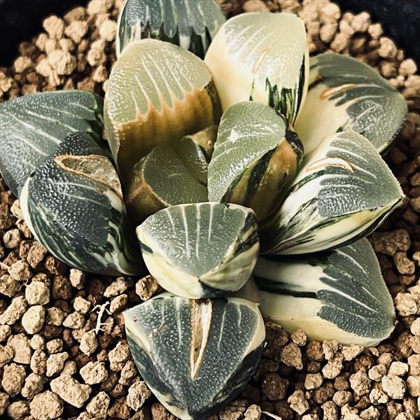 O*Z様 多肉植物　ハオルチア　コレクタ錦　赤斑入り　鮮明錦 多肉植物：ハオルチア 鮮明黄色斑 コレクタ錦*幅6.5cm 現品 一品限り