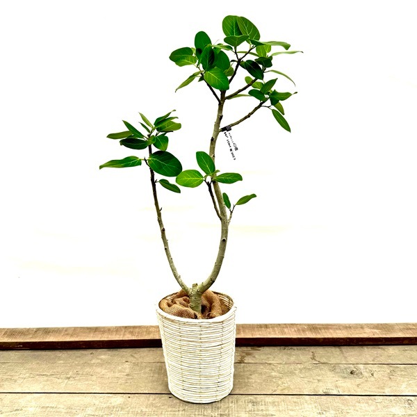 おしゃれ 観葉植物：フィカス ベンガレンシス 鉢カバー*麻布付