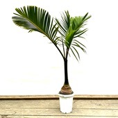 ���տ�ʪ���ȥå���䥷����*8��ץ�ݥå� ����2�� �緿�������