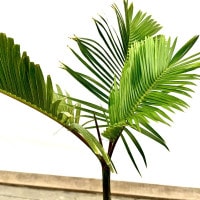 【現品】トックリヤシ　椰子　7号　Ⅰ トックリヤシ 7号鉢植え の通販 | 園芸ネット