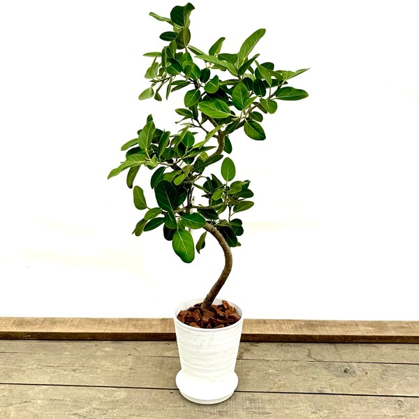 おしゃれ 観葉植物：フィカス ベンガレンシス 鉢植え*ベンガルゴムの木