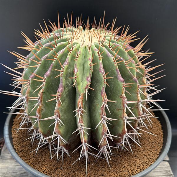 サボテン　Echinocereus triglochidiatus SB753　② ☆多肉植物☆サボテン☆Echinocereus viridiflorus ×E