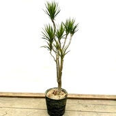 ������� ���տ�ʪ���ɥ饻�� ���󥷥��*ȭ���С����� ���ʤ��Ϥ� �緿����������