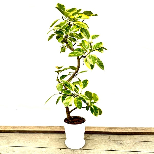 【観葉植物】フィカス・アルテシーマ　受皿付 観葉植物】フィカス・アルテシーマ 受皿付