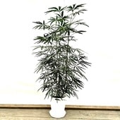 ������� ���տ�ʪ������쥢 ȭ����*������ ���饢���� ���ʤ��Ϥ� �緿����������