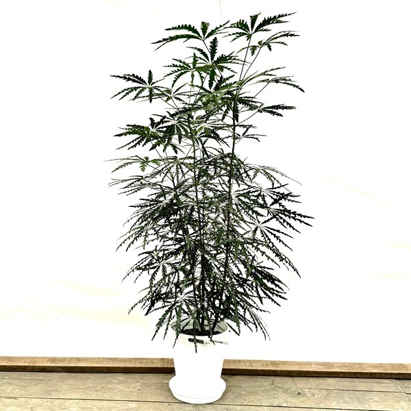 おしゃれ 観葉植物：アラレア 鉢植え*受皿付 セラアート 現品をお届け