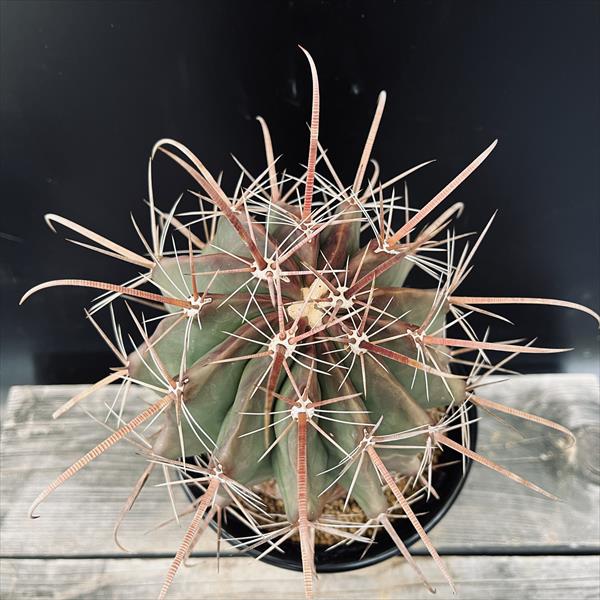 サボテン：フェロカクタス 半島玉*幅12cm 現品！一品限り | サボテン