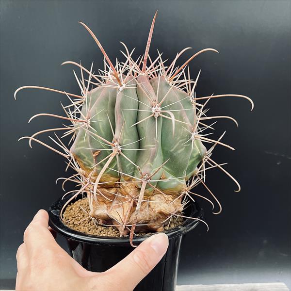 サボテン：フェロカクタス 半島玉*幅12cm 現品！一品限り | サボテン