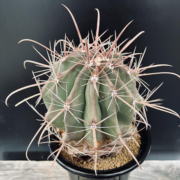 フェロカクタス半島玉 大株◇ドライガーデン多肉サボテン アガベ