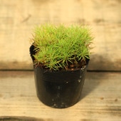 �ġ����龾�󤻡��֤�����ġ�*����ޥ� �⾾ ���վ�