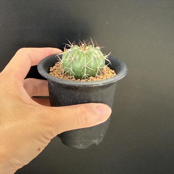 メロカクタス【恒星雲（こうせいうん）】（実生子株からの育成株