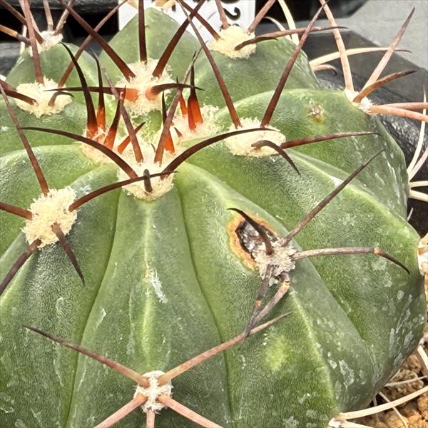 メロカクタス【恒星雲（こうせいうん）】（実生子株からの育成株