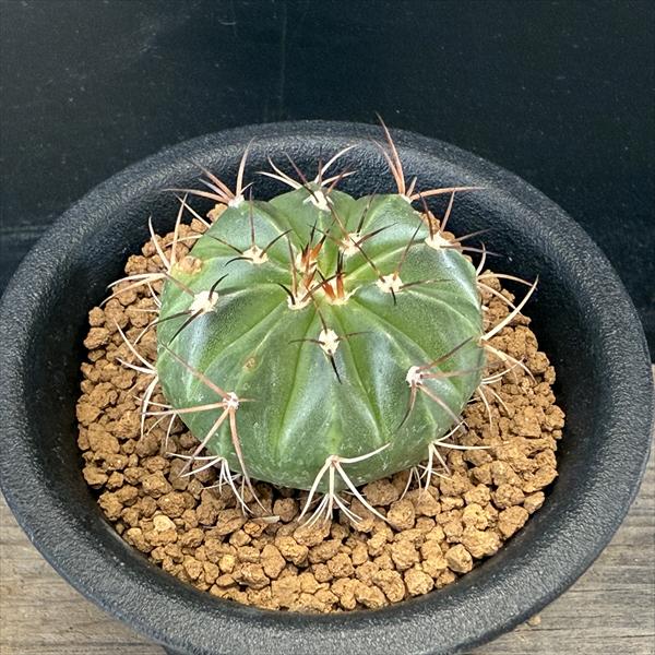 サボテン⭐︎ピロカクタス属 白刺寒鬼玉 実生