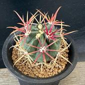  ���ܥƥ󡧥ե����������� �����*��4��������־�����