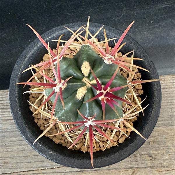 サボテン：フェロカクタス 神仙玉*幅4cm ☆赤松実生 | サボテン