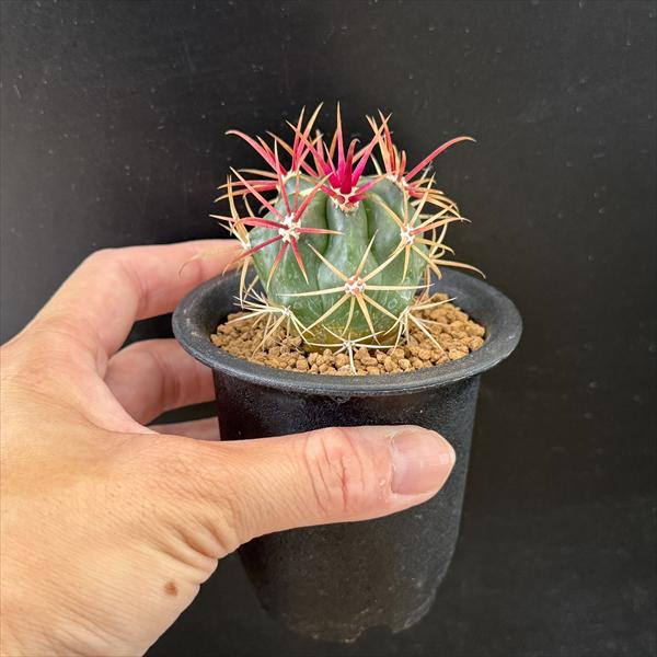 サボテン：フェロカクタス 神仙玉*幅4cm ☆赤松実生 | サボテン