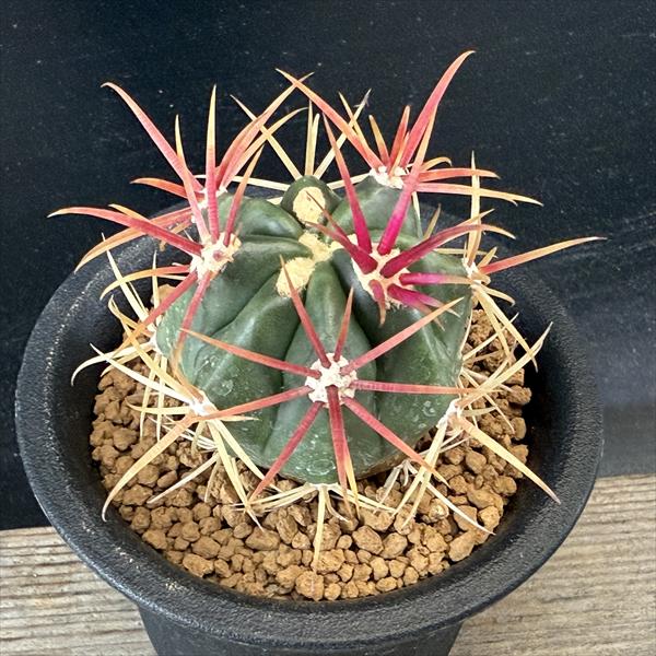 サボテン フェロカクタス 神仙玉 サボテン:フェロカクタス 神仙玉*幅4cm ☆赤松実生