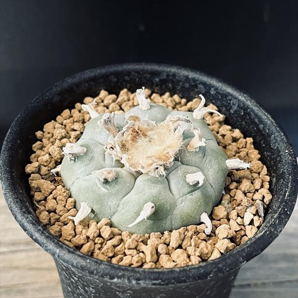 サボテン：ロフォフォラ 烏羽玉*幅4.5cm 現品！一品限り | サボテン