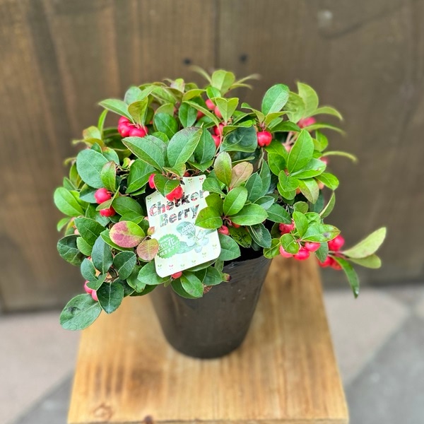 観葉 果樹：チェッカーベリー*4.5号 大実ゴールテリア ビッグベリー