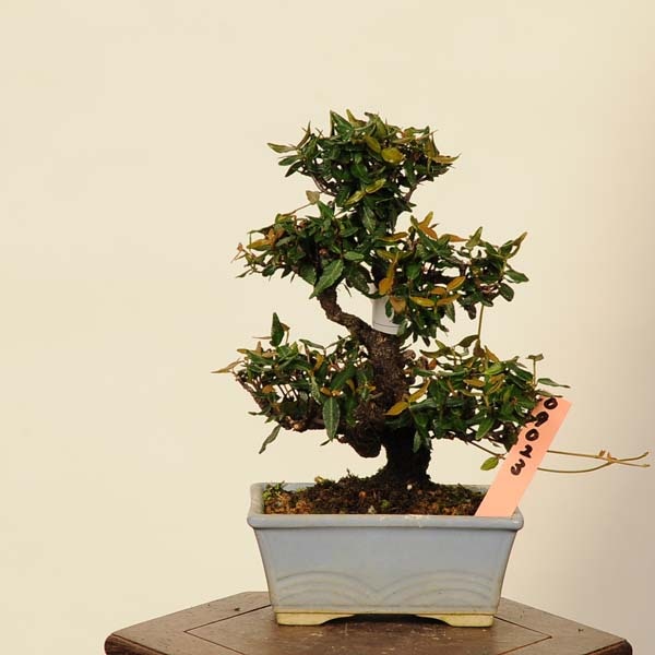 ߺϡ˳ʥ󥫥ˡ* 󤫤顡 Kazura bonsai ߺ