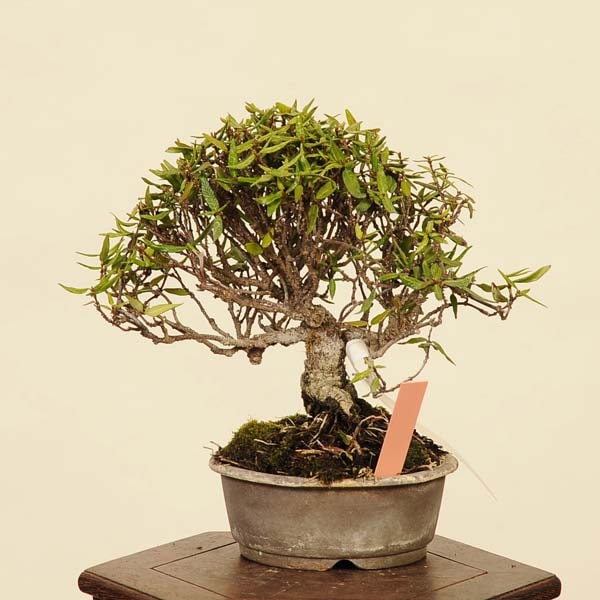 ߺϡ˳ʥ󥫥ˡ* 󤫤顡 Kazura bonsai ߺ