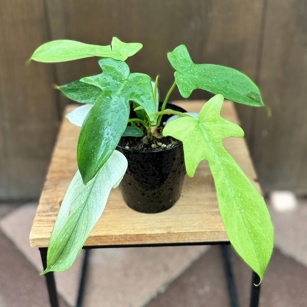 おしゃれ 観葉植物：フィロデンドロン フロリダ*4号 | 観葉植物