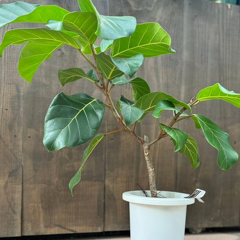 山*夫様 フィカス　アフリカンプリンス　観葉植物　8号　約140センチ フィカス・アフリカンプリンス H:180cm w: 90cm 大型のフィカス