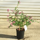 ���ڡ����ڡ��Ϥ�(��)�ϥ����ʼ�����Ӥ����������ʥ��ɥ��ܥꡢ����ޥϥ����ߥ䥮�Υϥ���