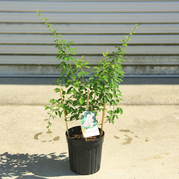 庭木・植木：はぎ(萩)ハギ* 品種をお選びください。（エドシボリ