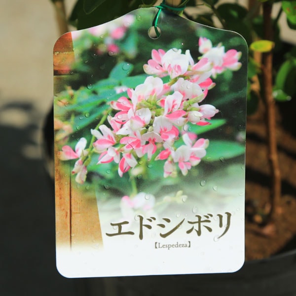 庭木・植木：はぎ(萩)ハギ* 品種をお選びください。（エドシボリ