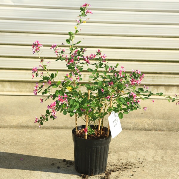 木萩 庭木・植木：はぎ(萩)ハギ* 品種をお選びください。（エドシボリ