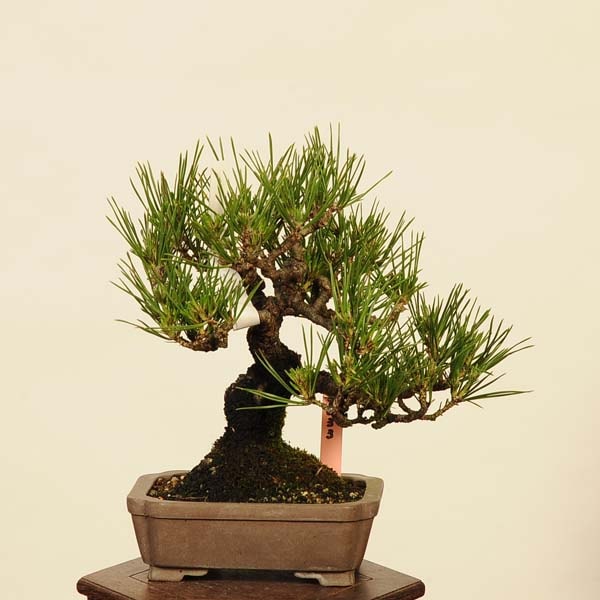 ߺ Ϲ* ޤġޥġKuromatsu bonsai ߺ