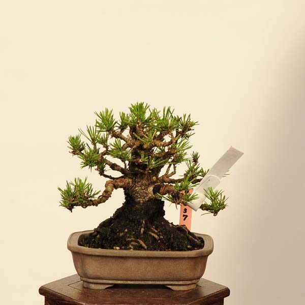 ߺ Ϲ* ޤġޥġKuromatsu bonsai ߺ