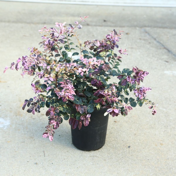 庭木・植木・シンボルツリー：トキワマンサク 七彩（しちさい）*6号