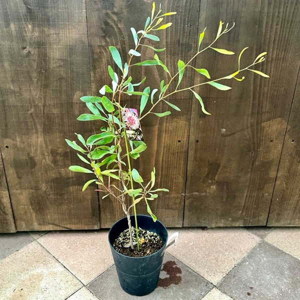 花苗 観葉植物：ハケアラウリナ*6号 ハケアローリーナ ピンクッション