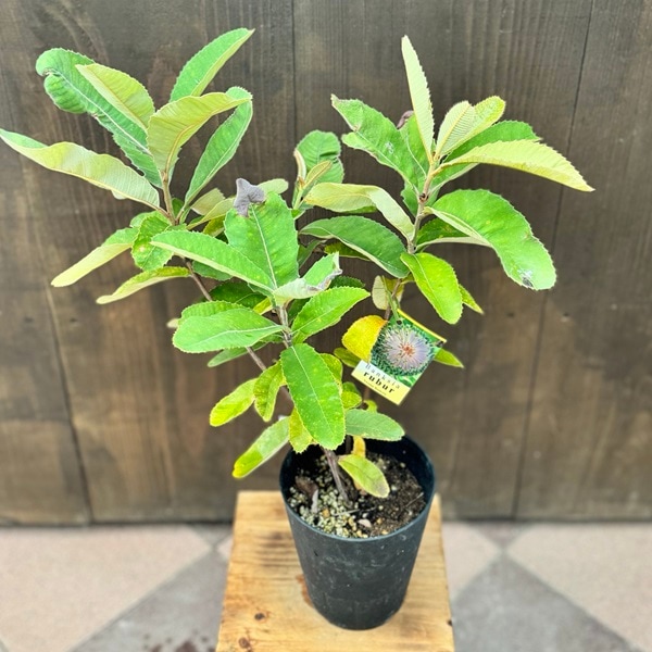 観葉植物 鉢花 苗：バンクシア ロブル*スワンプバンクシア 5号 Banksia