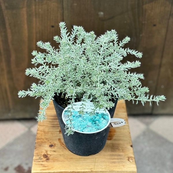 観葉植物 苗：ウエストリンギア スモーキー*5号 スモーキーホワイト
