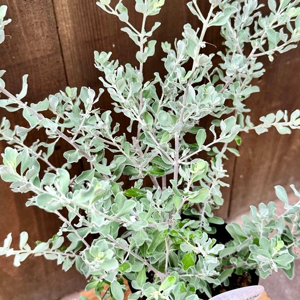 花苗】レウコフィルム フルテッセンス ④ 美株 タグ付き ポット発送