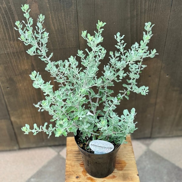 苗 花苗 観葉：レウコフィラム フルテスケンス*レウコフィルム