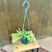 ������졡���տ�ʪ���ۥ� ����ƥ����� �Хꥨ������*3.5�� �ߤ�ȭ