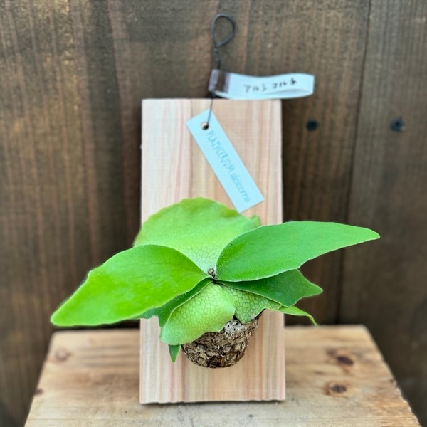 おしゃれ 観葉植物：ビカクシダ コウモリラン アルシコルネ 板付け*S