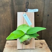 ������졡���տ�ʪ���ӥ������� ��������� ���륷����� ���դ�*S �ߤ� ���륭�����