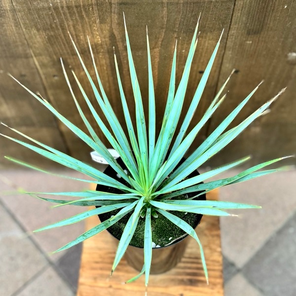ユッカ　ロストラータ　盆栽 大きいキューブの鉢に 贅沢な寄せ植え ロストラータマルチx1