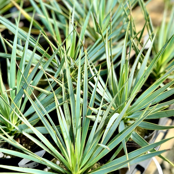おしゃれ 観葉植物 苗：ユッカ ロストラータ*5号 Yucca rostrata