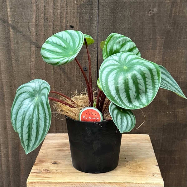 ●ポットごと♡雪兎♡斑入り♡サンデルシー♡希少♡スイカぺぺ♡ぺぺロミア♡観葉植物 ○ポットごと♡雪兎♡斑入り♡サンデルシー♡希少♡スイカぺぺ♡