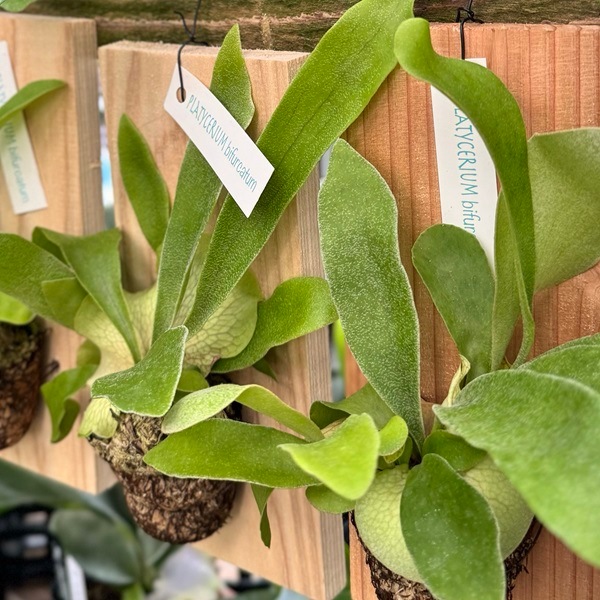 おしゃれ 観葉植物：ビカクシダ コウモリラン ビフルカツム 板付け*S