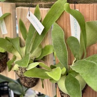 おしゃれ 観葉植物：ビカクシダ コウモリラン ビフルカツム 板付け*S